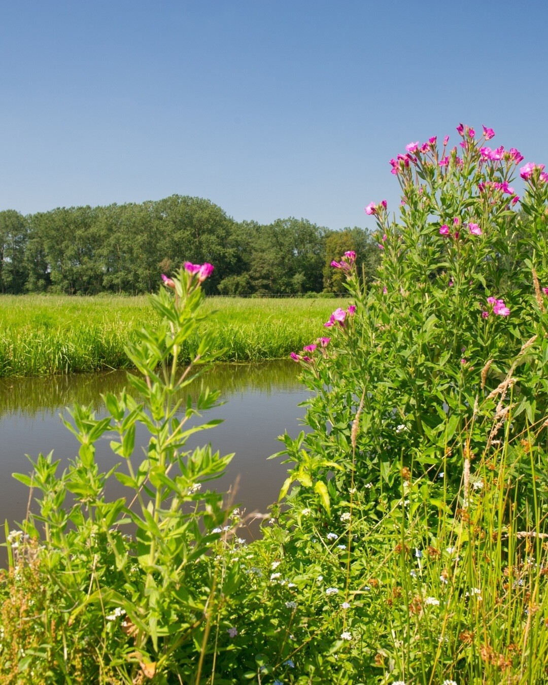 Schoonoord Woonaccent Westerbork 1