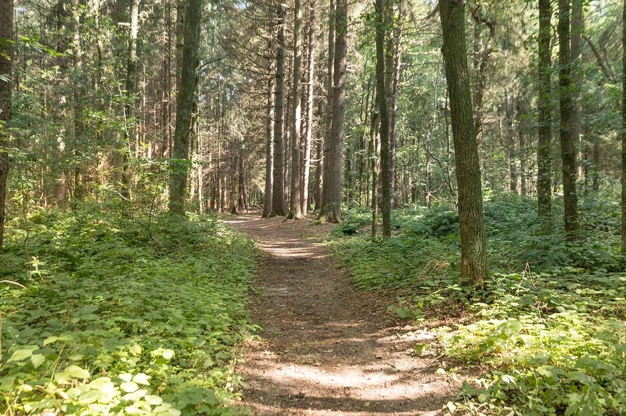 Varwijk en Sibma Marum bos