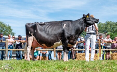 Rundvee Show Noord 2025 in Lhee, Dwingelo