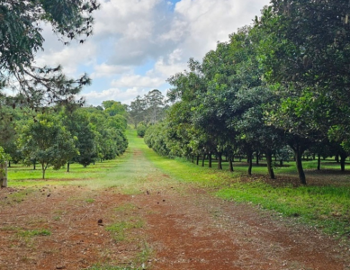 Noord New South Wales, Australië