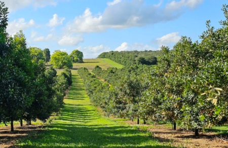 Noord New South Wales, Australië