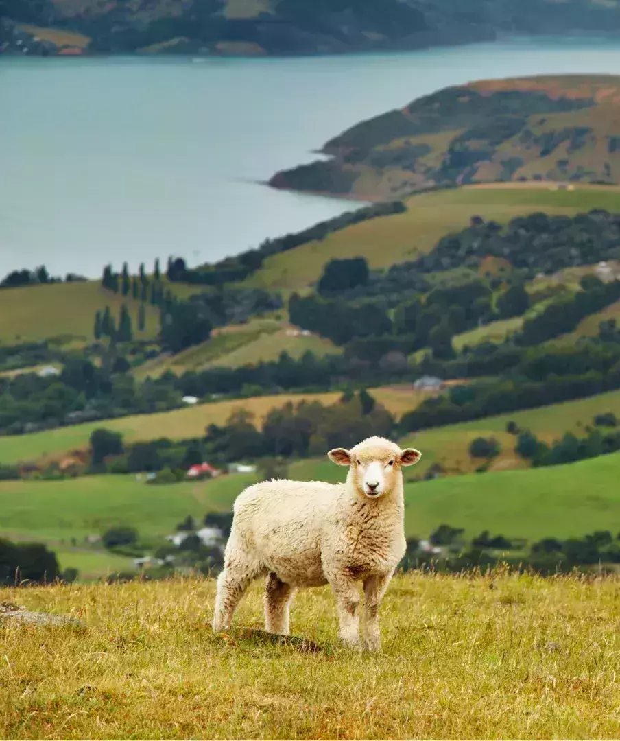 Agrarische emigreren naar Nieuw Zeeland Farms4 Sale