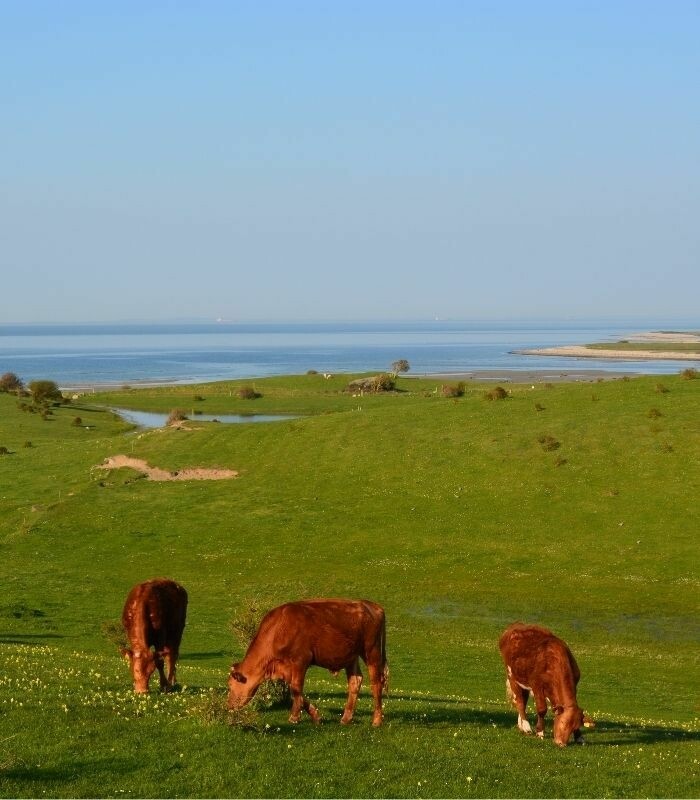 Farms4 Sale Denemarken pagina afbeelding