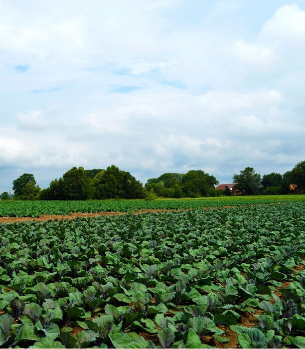 Farms4 Sale Duitsland afbeelding akkerbouw