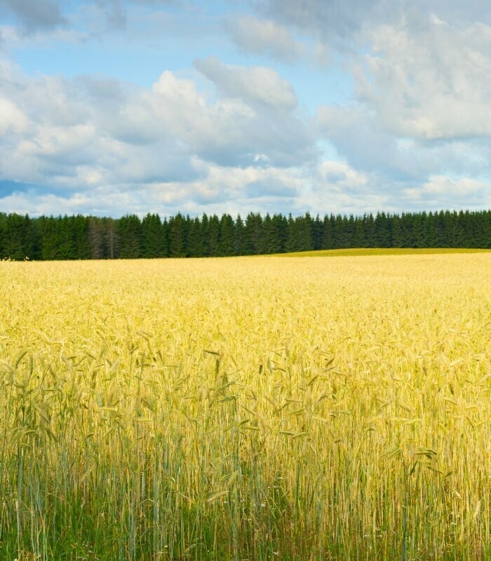 Estland Akkerbouw afbeelding1