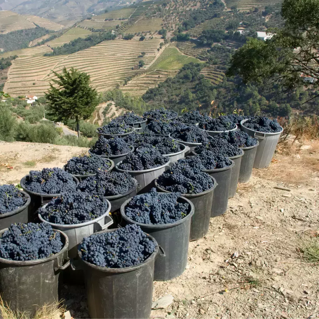 Agrarische emigreren naar Portugal met Farms4 Sale 2