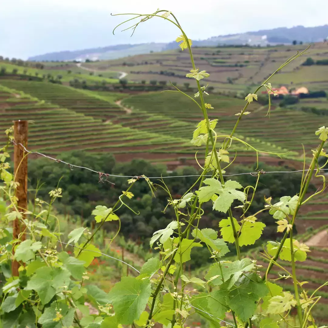 Agrarische emigreren naar Portugal met Farms4 Sale