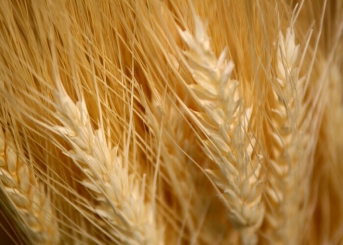 Roemenie Akkerbouw afbeelding1